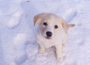 Här är du välkommen med din hund
