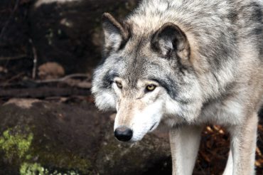 Åtta lamm dödade av varg i Edsbro