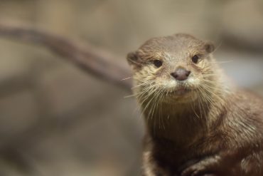 Död utter fick poliseskort till Naturhistoriska riksmuseet