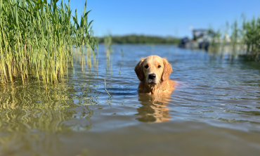 Bästa badplatserna för hund i Norrtälje