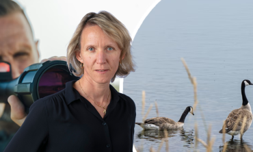 Grön laser mot Kanadagäss har sparat liv och pengar