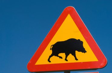 Afrikansk svinpest i Sverige – Norrtälje kommun uppmanar till försiktighet