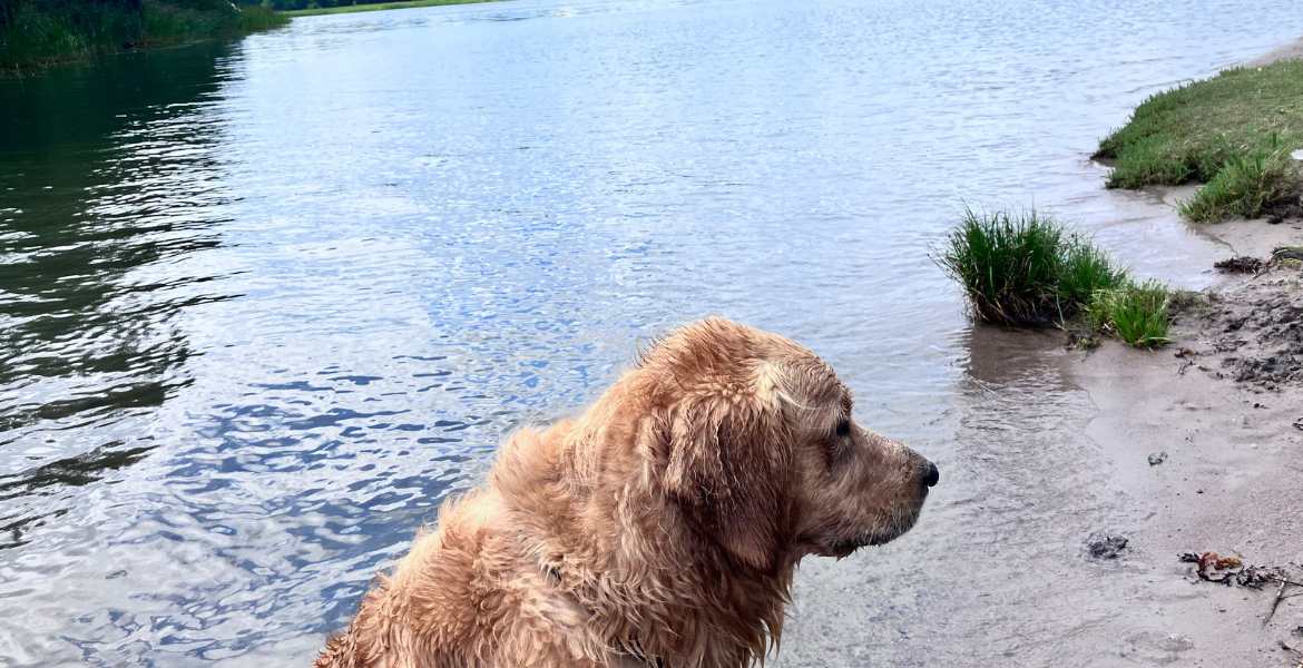 Bästa badplatserna där hunden kan bada i Norrtälje kommun