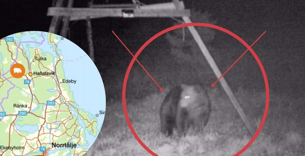 Här lufsar en björn i Norrtälje kommun igen