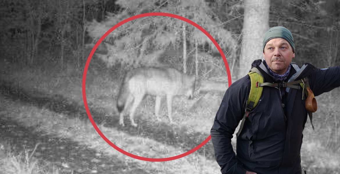 Flera bekräftade vargobservationer i Norrtälje på kort tid