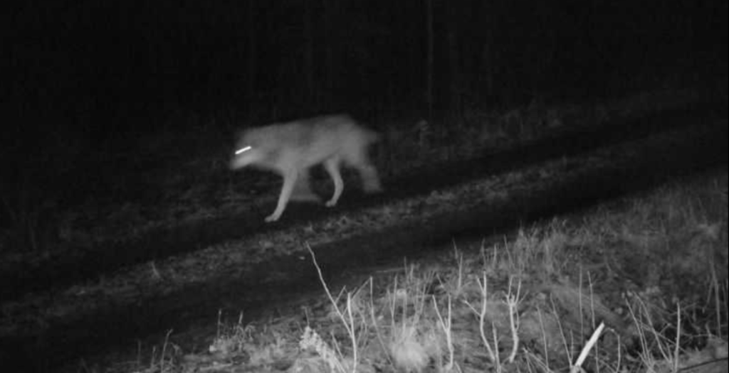 Bild p&aring; en varg p&aring; en landsv&auml;g. 