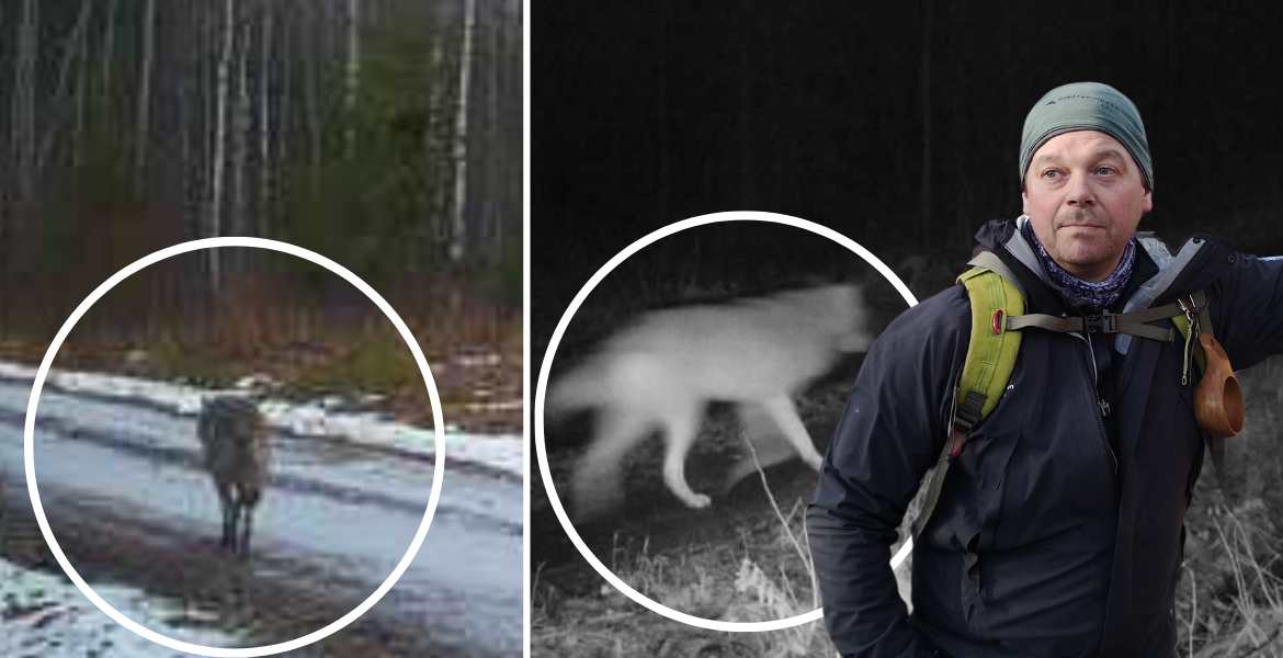 Bild på två vargar i Älmsta.