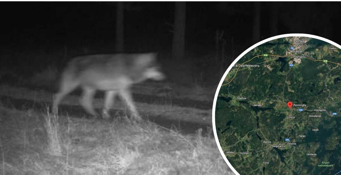 Bild på en varg i Penningby, Norrtälje kommun.